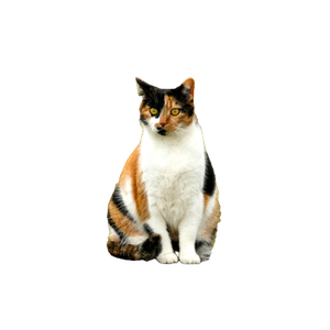 A Calico Cat Sits On A Wooden Fence With Mossy Background In A Rural Setting. 19743 - Cat PNG image with transparent background